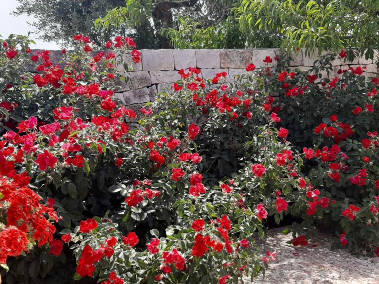 trullo del mandorlo bed and brakfast locorotondo