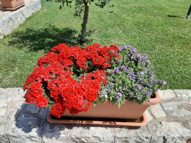 trullo del mandorlo bed and brakfast locorotondo 3