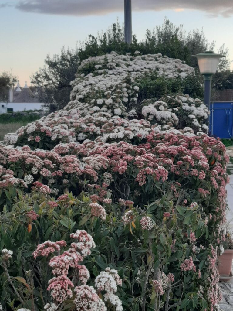 trullo del mandorlo bed and brakfast locorotondo 5