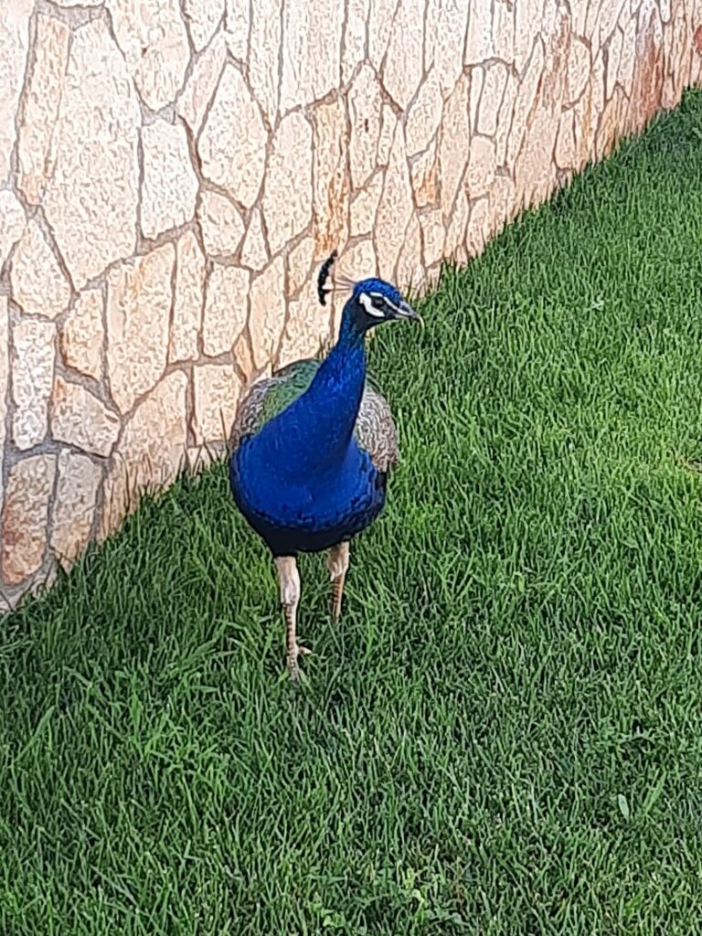 trullo del mandorlo bed and brakfast locorotondo 2
