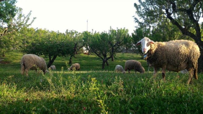 trullo del mandorlo martina franca 24